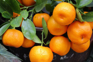Zbog slabog uroda cijene mandarina lete u nebo?
