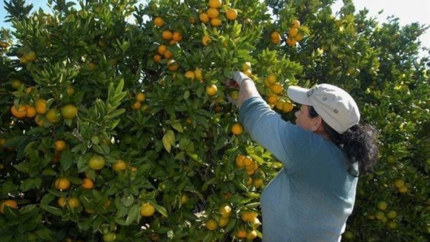 U Dolinu Neretve stižu radioaktivne mušice!