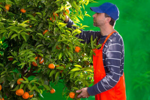 Rasla cijena mandarina, grožđa i krušaka, pala jabuci