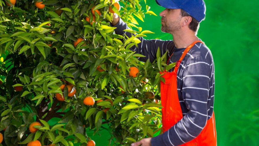 Rasla cijena mandarina, grožđa i krušaka, pala jabuci