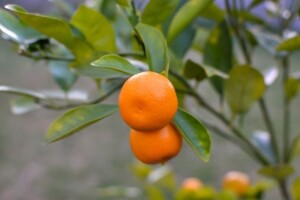 Kako uspješno uzgojiti mandarinu u posudi?
