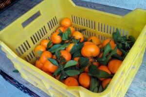 Proizvođači mandarina i ove će godine kamionima u izravnu prodaju diljem Hrvatske, no i dalje ih čeka problem - papirologija