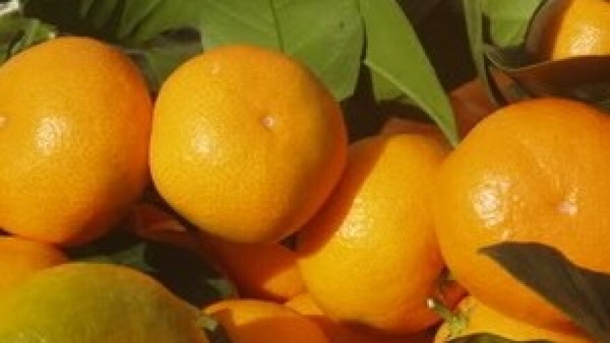 Vlada će neretvanskim voćarima isplatiti 40 milijuna kuna poticaja