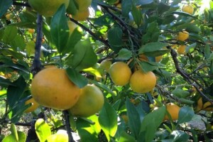 Zaštitite mandarine od mediteranske voćne muhe!