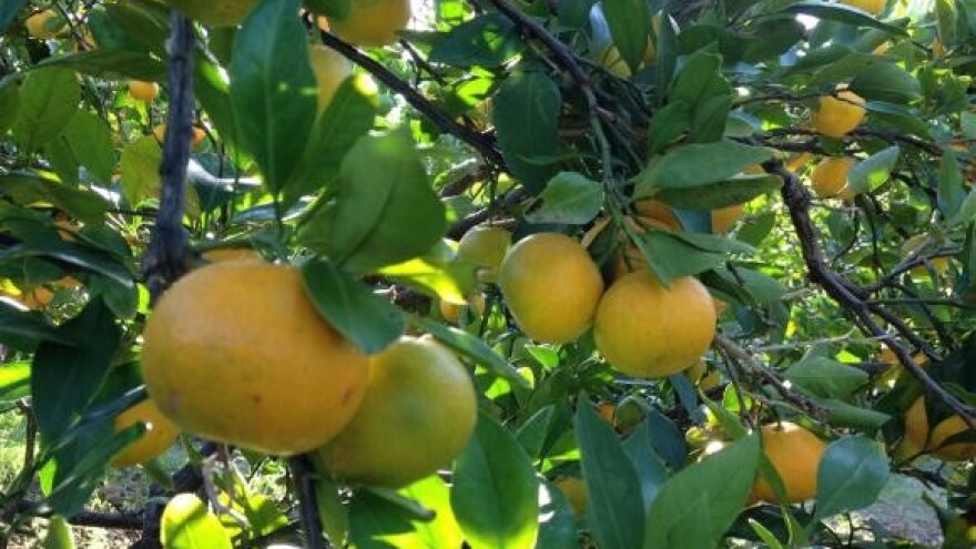 Zaštitite mandarine od mediteranske voćne muhe!