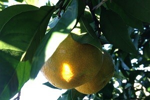 Stao otkup mandarina u dolini Neretve