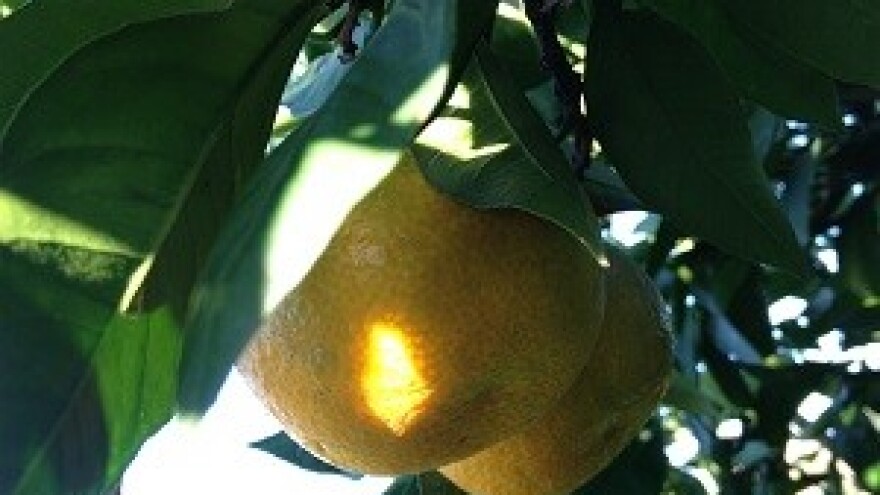 Stao otkup mandarina u dolini Neretve