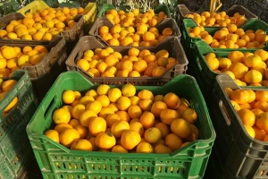Poljoprivrednici očajni: Nema zarade ni od grožđa ni od mandarina