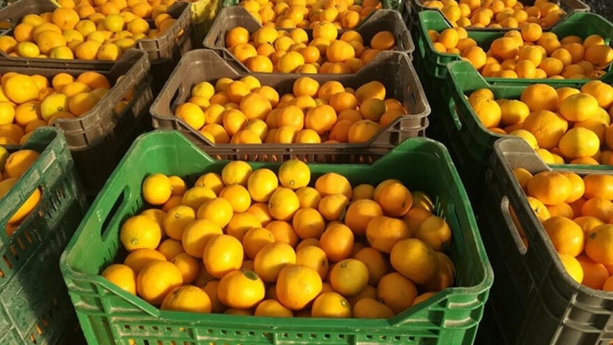 Poljoprivrednici očajni: Nema zarade ni od grožđa ni od mandarina