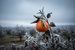 Mandarine pred nestankom
