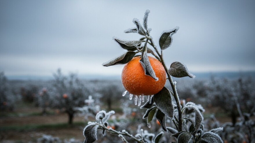 Mandarine pred nestankom