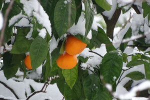 Znatno smanjenje cijena mandarina od 2015.