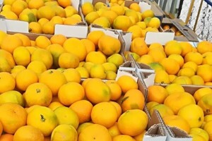 Okrugli stol: Opstojnost neretvanske mandarine i života ljudi u dolini Neretve