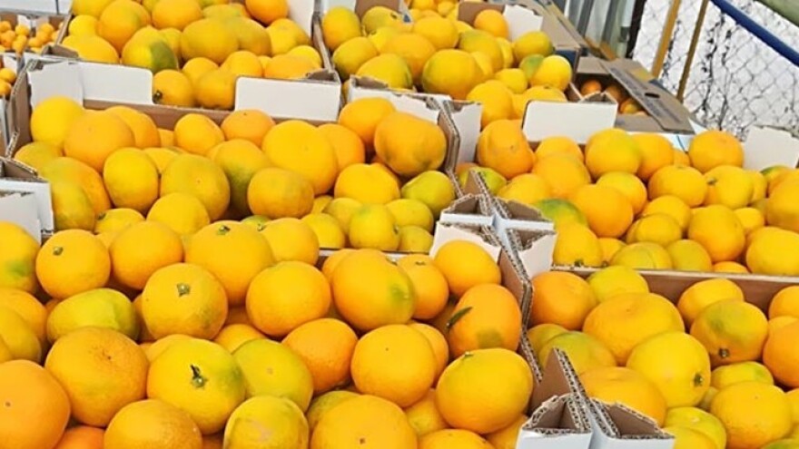 Okrugli stol: Opstojnost neretvanske mandarine i života ljudi u dolini Neretve