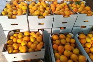 Mandarine neobrane, cijena niska, najhrabriji krenuli kamionima u prodaju po zemlji, Sloveniji i Austriji