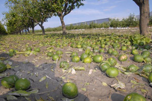 Za otučene mandarine dobili "siću"