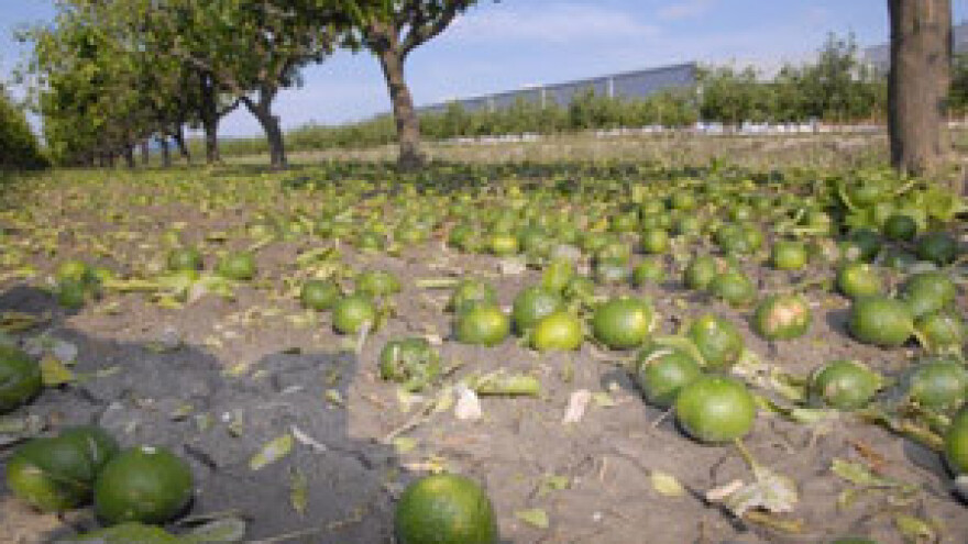 Za otučene mandarine dobili "siću"