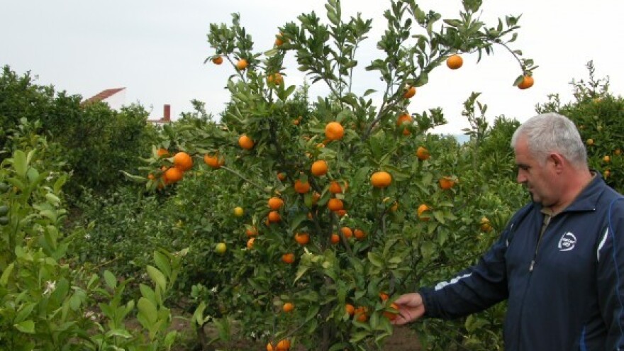 Berba klementina u Neretvi pri kraju!