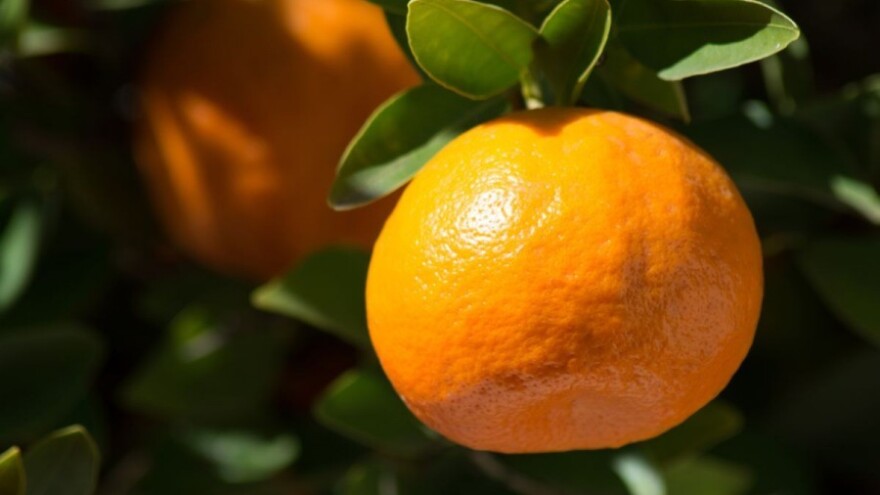 U Rusiju ne mogu, kamo ćemo s mandarinama?