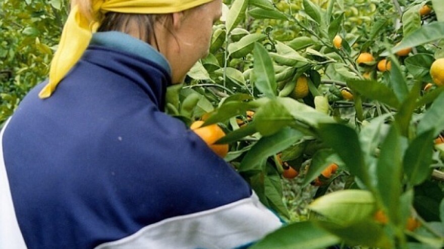 Slobodna distribucija mandarina 15 dana ranije