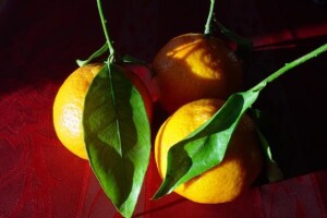 Neretvanima 1,9 milijuna kuna za mandarine