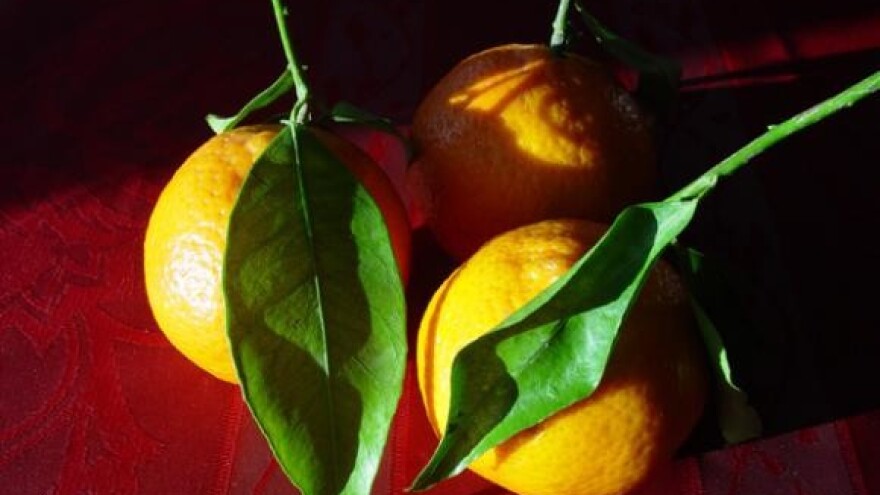 Neretvanima 1,9 milijuna kuna za mandarine