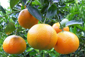 Počeci sadnje i razvoj uzgoja mandarina