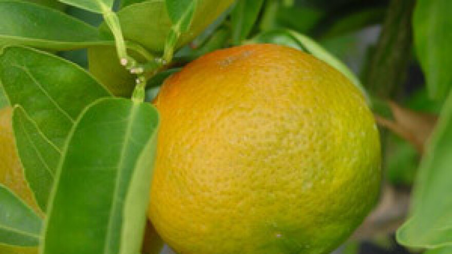 Neretvani očekuju dobar urod mandarina