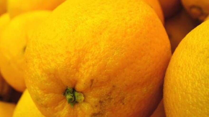 Neretvanska mandarina: hrvatski izvozni brend