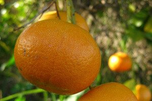 Minimalna otkupna cijena mandarina 2,90 kuna