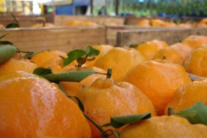 Rekordan urod mandarina