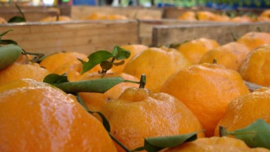 Rekordan urod mandarina
