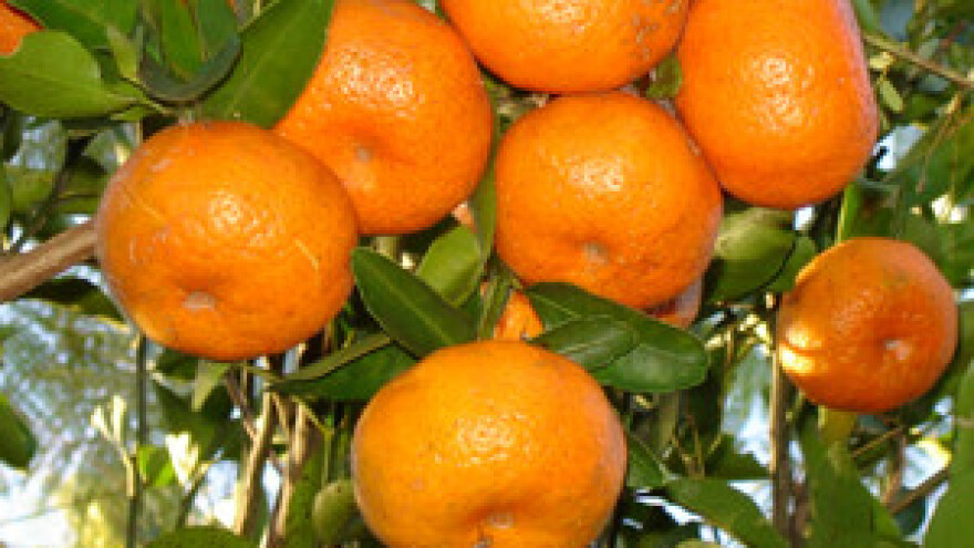 Poticajni otkup opustošio veletržnicu