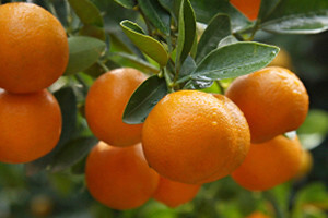 Berbom mandarina do turista