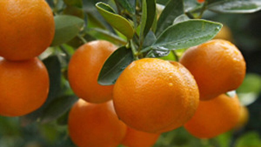 Berbom mandarina do turista