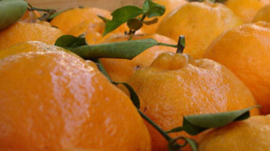 Suradnja s domaćim proizvođačima dugoročna je strategija