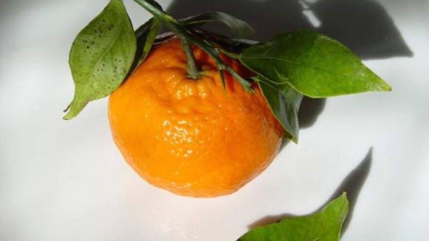 Nema mandarina za izvoz