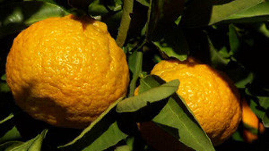 Agrokor zaštićuje neretvansku mandarinu