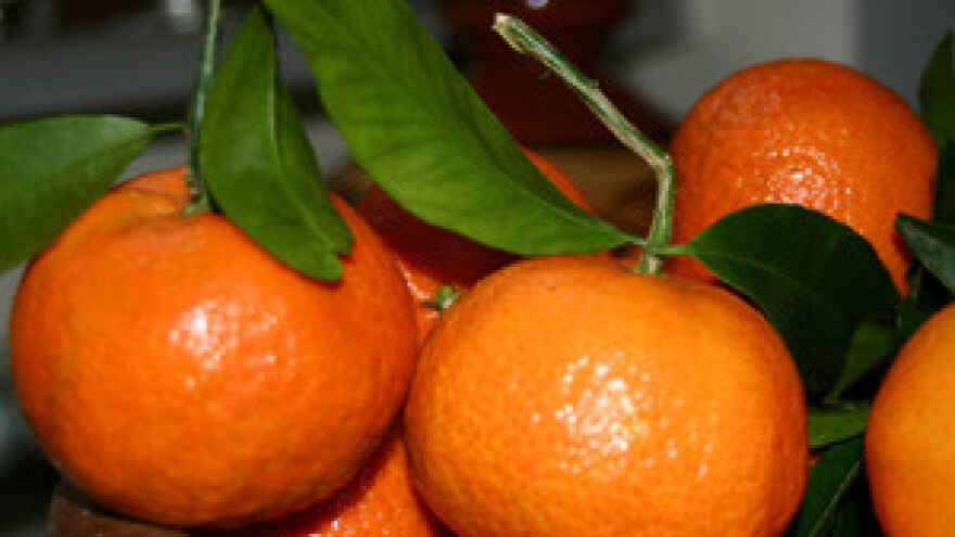 Uvodi se red u prodaji neretvanskih manadarina