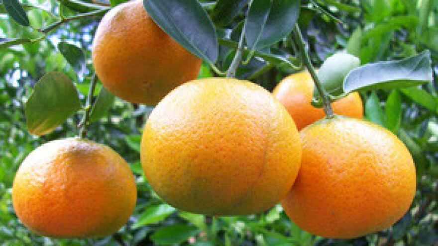 Milijunske štete od suše još se zbrajaju