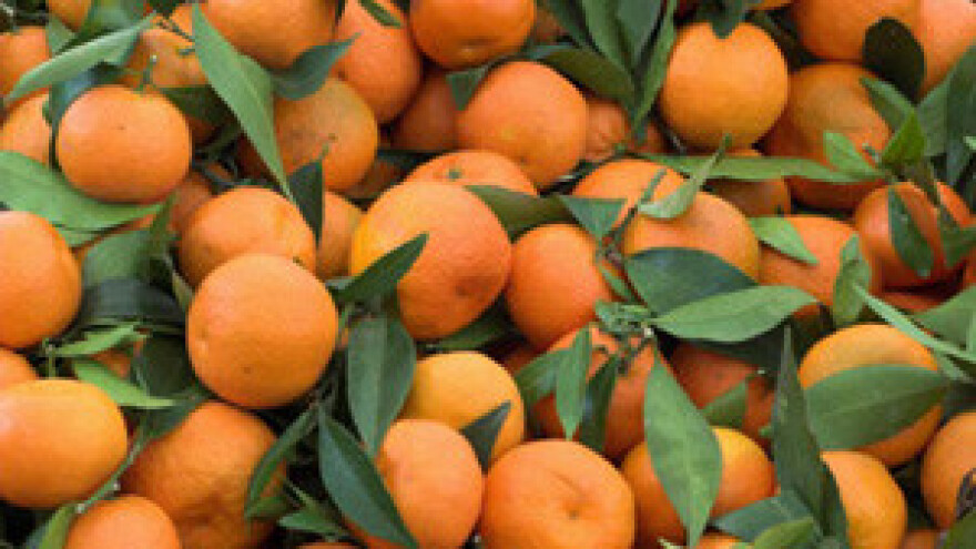 Počela berba neretvanskih mandarina