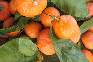 Počela berba mandarina: Urod manji za čak 40 posto