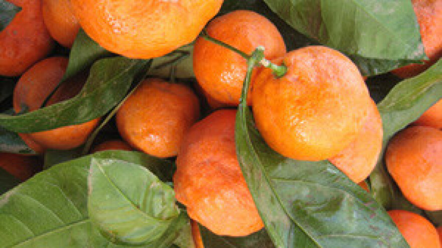 Počela berba mandarina: Urod manji za čak 40 posto