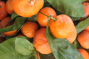 Poklanjaju zemlju koju će podobni otplatiti jednom berbom mandarina!