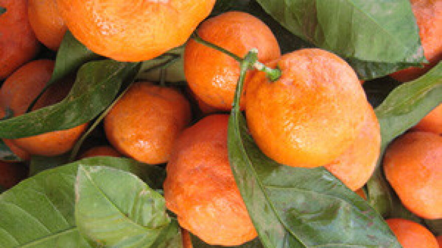 Poklanjaju zemlju koju će podobni otplatiti jednom berbom mandarina!