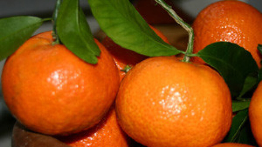 Dani mandarina u dolini Neretve