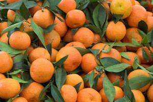 Uskoro brendiranje neretvanskih mandarina