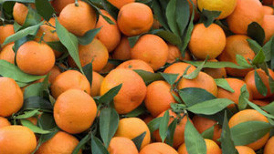 Uskoro brendiranje neretvanskih mandarina