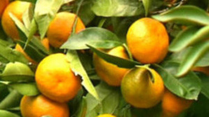 Dolina Neretve: hidroelektrane i uzgoj voća i povrća?