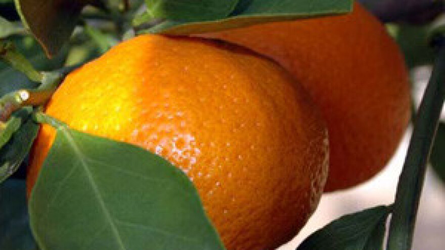 Sporno državno poljoprivredno zemljište u dolini Neretve